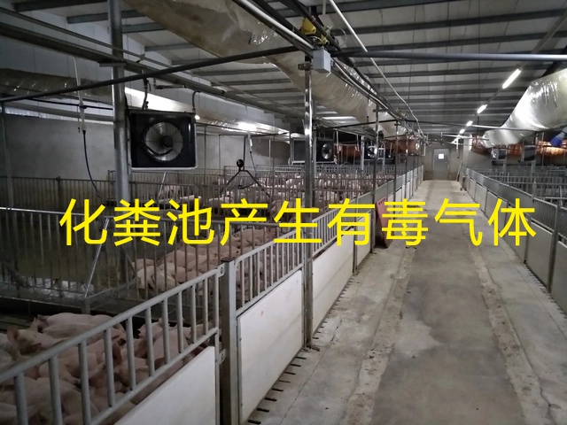 養豬場化糞池發生氣體中毒